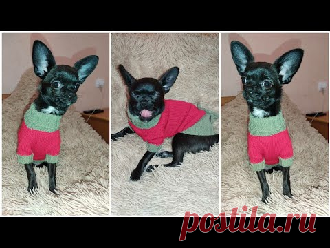 Свитер для собаки и кошки на любой вязальной машине