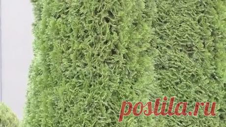 Сохнут веточки на туе Вам сюда! Желтеет туя, вредители туи. Туевый лубоед