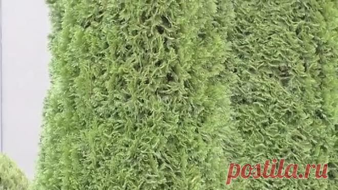 Сохнут веточки на туе Вам сюда! Желтеет туя, вредители туи. Туевый лубоед