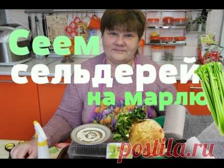 Сеем сельдерей на марлю.Отличный результат! (21.02.16 г.)