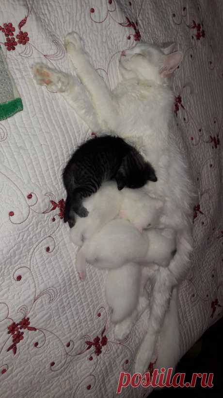 Мой любимый питомец