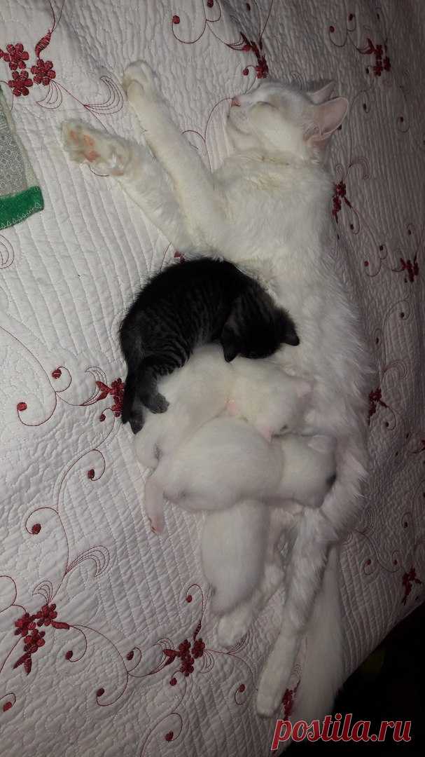 Мой любимый питомец