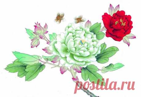 牡丹花工笔画高清_牡丹花工笔画高清画法
