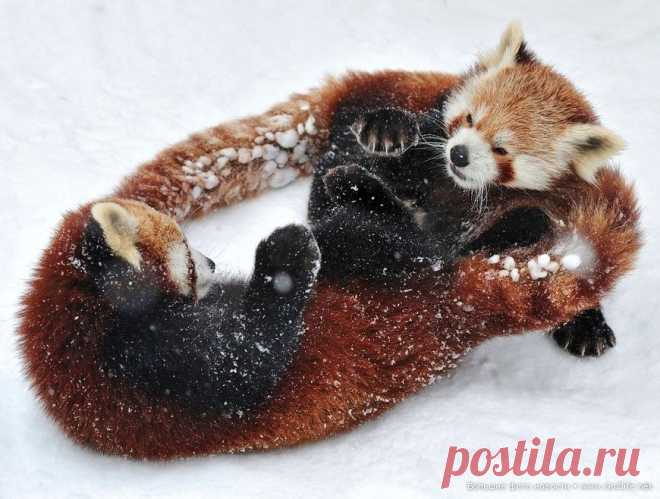 Нет настроения? Мега позитив: презабавные красные панды резвятся на снегу. Уж кто бы мог подумать, что эти милые зверюшки – красные панды (они же: малые панды), знают толк в зимних забавах, да еще могут так позитивно играться – прямо чудо природы какое-то!