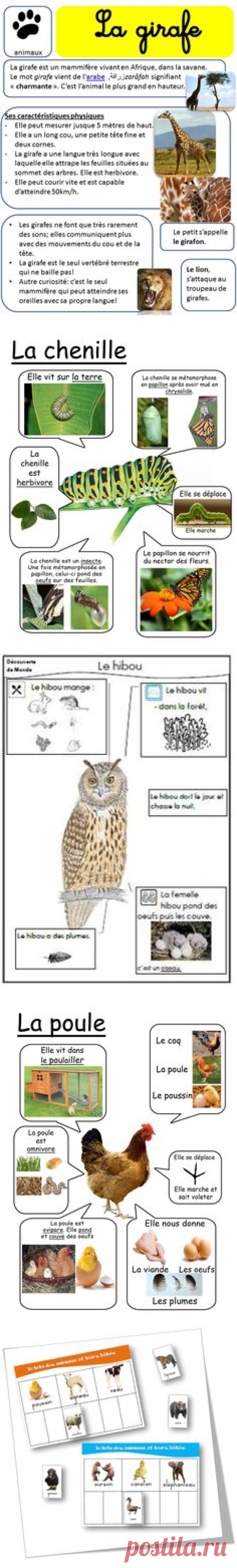 (1) Fiche d'identité le renard | Sciences