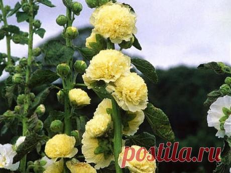 МАЛЬВА ИЛИ ШТОК-РОЗА

Мальва правильно называется шток-роза. Впрочем, большинство привыкло по старинке именовать ее мальва.
Это многолетнее растение, обычно культивируется как двулетнее. Его стебли очень мощные, ветвистые от самого основания, 80-250 см высотой. Цветки мальвы, или шток-розы, крупные, простые или махровые,до 12 см в диаметре, белые, розовые, желтые, красные до почти черных, собраны в длинные кистевидные соцветия, насчитывающие иногда до 150 цветков. Мальва ц...