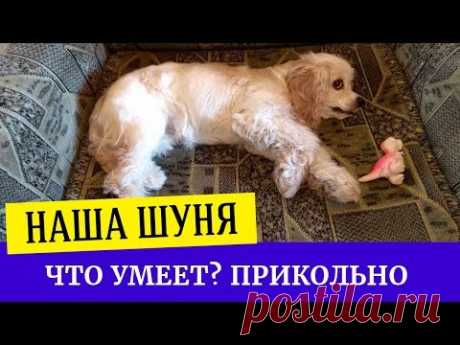 Что умеет делать щенок спаниеля в 6 месяцев