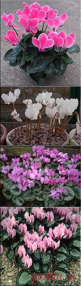 Цикламен (Cyclamen). Описание, виды и уход за цикламеном | Флористика на "Добро ЕСТЬ!"