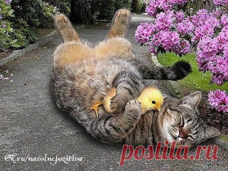 Одноклассники