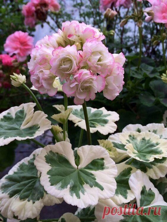 Полезно знать . Советы , Лайфаки . — Разное | OK.RU