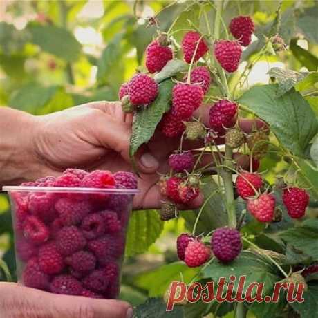 Чтобы малины было очень много: 6 советов от опытных садоводов