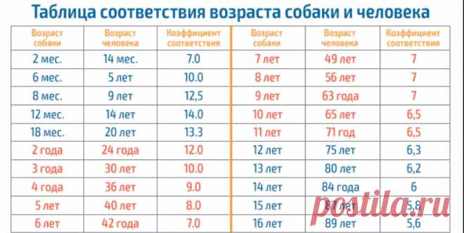 Единственная правильная таблица! Сколько лет вашему питомцу "по-человечески"? - Интересно всем