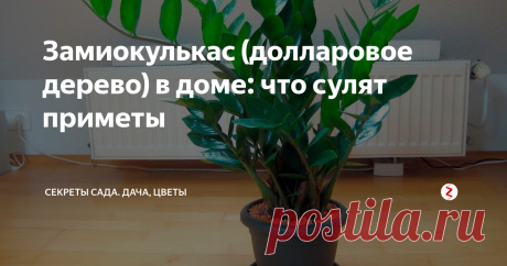 Замиокулькас (долларовое дерево) в доме: что сулят приметы Народные поверья сложились вокруг каждого цветка, украшающего наши дома. Кто-то прислушивается, другие — скептически ухмыляются. Сегодня я расскажу, какую славу завоевал замиокулькас — декоративно-лиственный цветок с изумрудной зеленью. Подчёркиваю: статья носит лишь описательный характер и нисколько не претендует на достоверность.
Кстати. замиокулькас — суккулент. Поэтому комнатное растение нужно