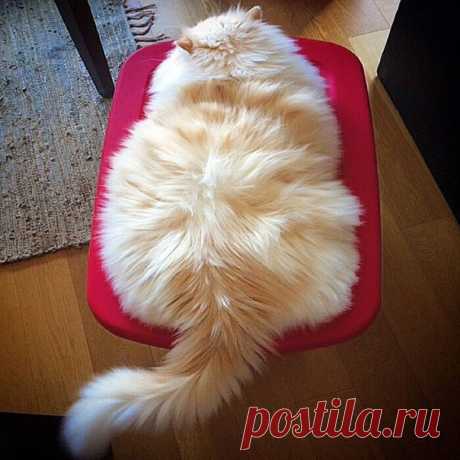 Котизм