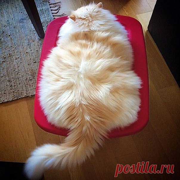Котизм