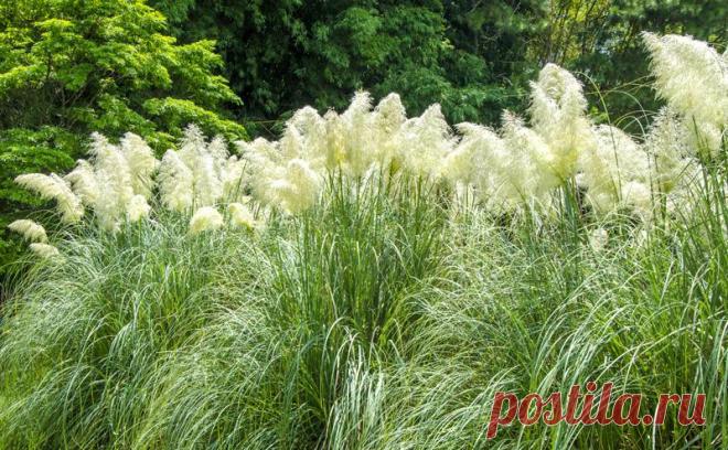 Пампасная трава - все секреты выращивания » Женский Мир