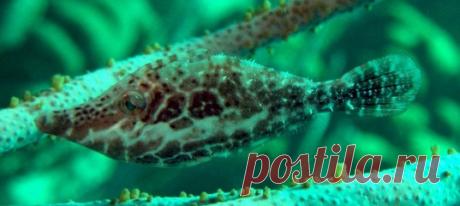 Маленькая рыба, обитающая на мелководье Карибского моря, обладает настоящей суперспособностью. Всего за две секунды она может исчезнуть перед носом у хищника или исследователя.