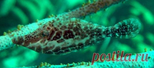 Маленькая рыба, обитающая на мелководье Карибского моря, обладает настоящей суперспособностью. Всего за две секунды она может исчезнуть перед носом у хищника или исследователя.