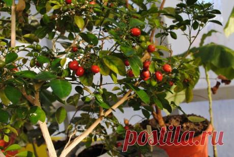 МУРАЙЯ  Экзотика (Murraya  Exotica) - плоды мурайи обладают тонизирующими свойствами, сходными со свойствами китайского лимонника. Повышает жизненный тонус, снимает усталость, обладает противогипертоническим свойством.   В тибетской медицине мурайя ценится очень высоко,  почти так же, как женьшень в китайской. Аромат цветков они рекомендуют больным – сердечникам. При приступах, особенно - стенокардии, больным рекомендуется вдыхать аромат цветков мурайи.Вышлю каталог растений.  kippiep@mail.ru