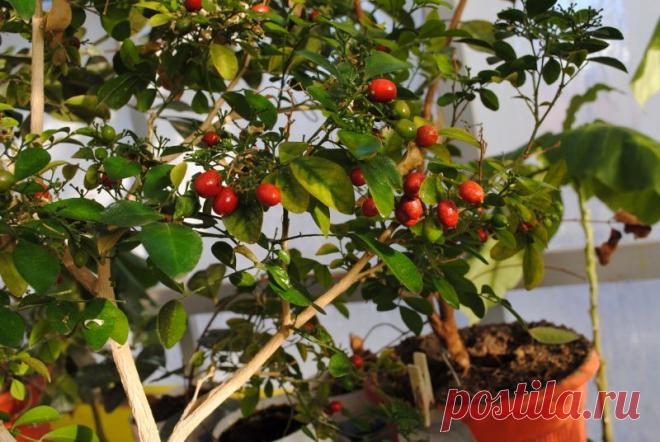 МУРАЙЯ  Экзотика (Murraya  Exotica) - плоды мурайи обладают тонизирующими свойствами, сходными со свойствами китайского лимонника. Повышает жизненный тонус, снимает усталость, обладает противогипертоническим свойством.   В тибетской медицине мурайя ценится очень высоко,  почти так же, как женьшень в китайской. Аромат цветков они рекомендуют больным – сердечникам. При приступах, особенно - стенокардии, больным рекомендуется вдыхать аромат цветков мурайи.Вышлю каталог растений.  kippiep@mail.ru