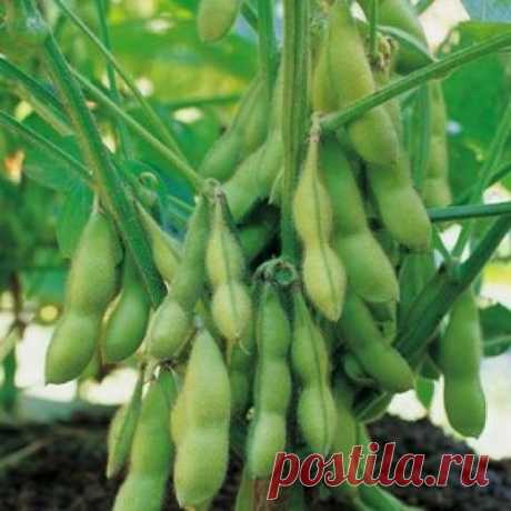 Польза сои.