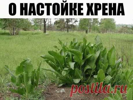 Хрен – единственное растение, способное вытягивать соль через поры кожи. 

СДЕЛАЙТЕ – НЕ ПОЖАЛЕЕТЕ! 
Избавиться от всей соли, которая накопилась в организме и может привести к солевым болезненным отложениям, помогут листья хрена.. 

Напоминаю проверенный и безотказный рецепт. 

Возьмите свежие крупные листья хрена – 2 шт. Перед сном окуните их с двух сторон кипяток и сразу положите на спину, захватывая шею. Обвяжите тканью. Возможно легкое жжение, но боли нет. 

Утром осто...