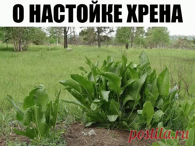 Хрен – единственное растение, способное вытягивать соль через поры кожи. 

СДЕЛАЙТЕ – НЕ ПОЖАЛЕЕТЕ! 
Избавиться от всей соли, которая накопилась в организме и может привести к солевым болезненным отложениям, помогут листья хрена.. 

Напоминаю проверенный и безотказный рецепт. 

Возьмите свежие крупные листья хрена – 2 шт. Перед сном окуните их с двух сторон кипяток и сразу положите на спину, захватывая шею. Обвяжите тканью. Возможно легкое жжение, но боли нет. 

Утром осто...
