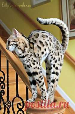 (via Pin by Stephanie Lim on Aminals)