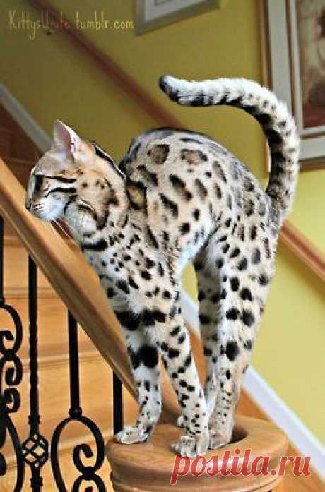 (via Pin by Stephanie Lim on Aminals)