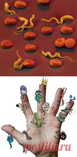 Как нам делать профилактику от заражения паразитами. | Познавательный сайт ,,1000 мелочей"