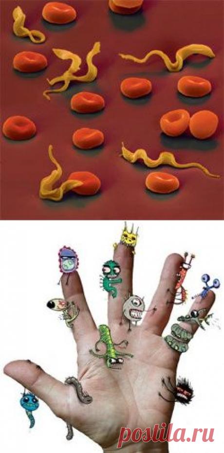 Как нам делать профилактику от заражения паразитами. | Познавательный сайт ,,1000 мелочей&quot;