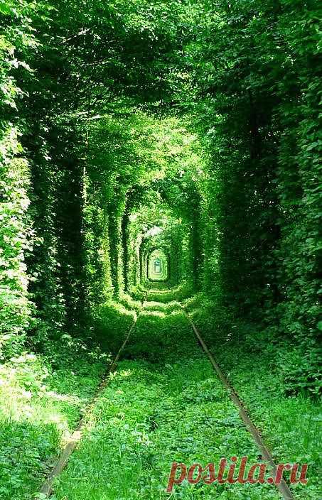 Тоннель любви в разное время года (Клевань, Украина). 10 фото