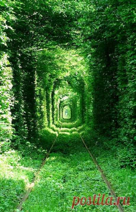 Тоннель любви в разное время года (Клевань, Украина). 10 фото