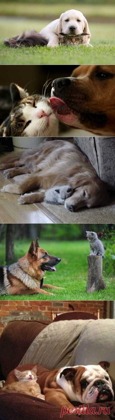 Дружба кошек и собак / Питомцы