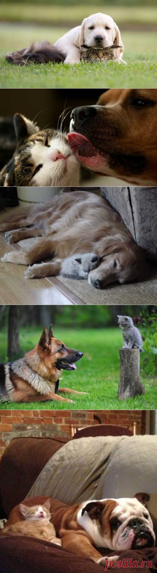 Дружба кошек и собак / Питомцы