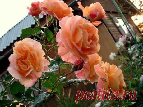 Роза &quot;Вестерланд&quot;.