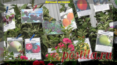 Секреты выбора и покупки саженца в мае - июне. Основные советы для начинающих. | Дачные истории | Яндекс Дзен