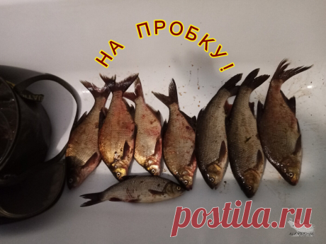Товарищ научил меня хитрому и результативному способу прикармливания на фидере.  Очень рекомендую!
И так, вы на водоеме, прикормили место и не знаете чем же сейчас себя занять.
Проходили часы , а поклевок все нет и нет.
Да, вы прикармливали, но ведь можно в это время прикормить еще раз?
Можно, если есть такая возможность.