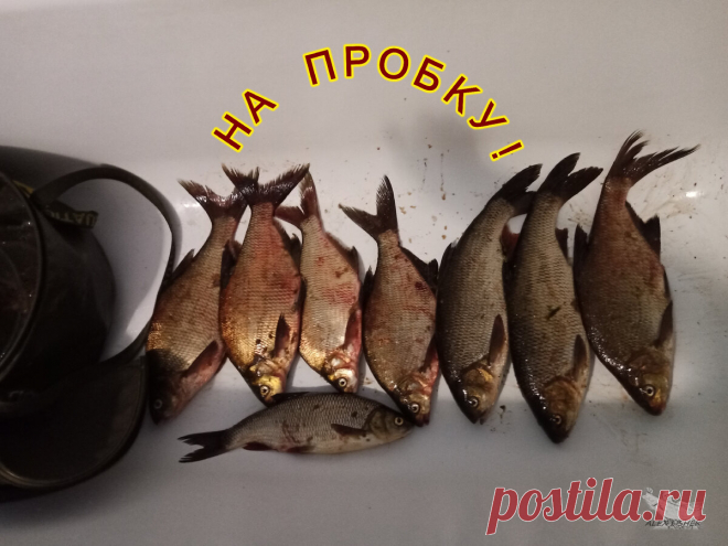 Товарищ научил меня хитрому и результативному способу прикармливания на фидере.  Очень рекомендую!
И так, вы на водоеме, прикормили место и не знаете чем же сейчас себя занять.
Проходили часы , а поклевок все нет и нет.
Да, вы прикармливали, но ведь можно в это время прикормить еще раз?
Можно, если есть такая возможность.