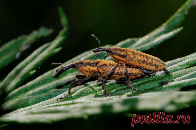 Пора любви.