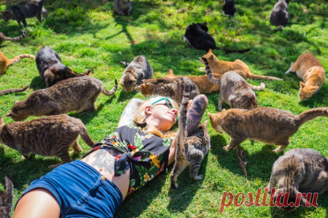 Кошачий рай / Питомцы