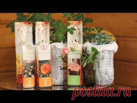 Розы из коробки  Когда сажать в грунт и как обрезать