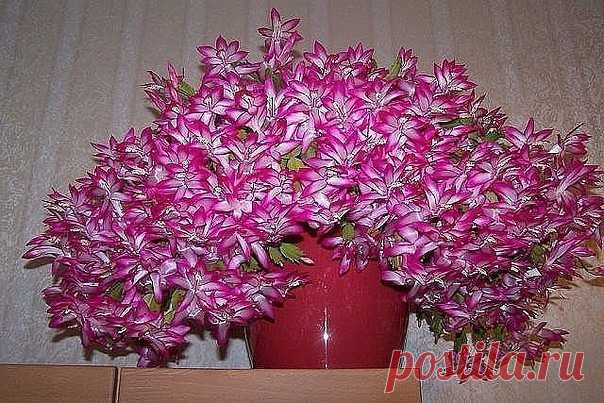 КАСТОРОВОЕ МАСЛО ДЛЯ ПЫШНОГО И ЯРКОГО ЦВЕТЕНИЯ 

Давно ли Ваш любимый цветок цвел, как на картинке в интернете или в магазине цветов, не помните? Вот и я уже почти позабыла. Вроде и подкармливаю его, а он все не радует пышным цветением. 
Но вот недавно зашла в гости к подруге, а у неё цветы просто супер, все цветут, как на подбор. Как же так? Оказывается есть одна маленькая хитрость, для того чтобы цветок цвел пышно и долго нужна специальная подкормка. Секрет её прост и до...