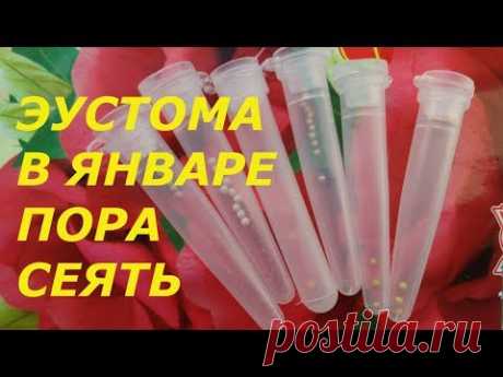 КАК ВЫРАСТИТЬ ЭУСТОМУ. СЕЕМ СЕМЕНА