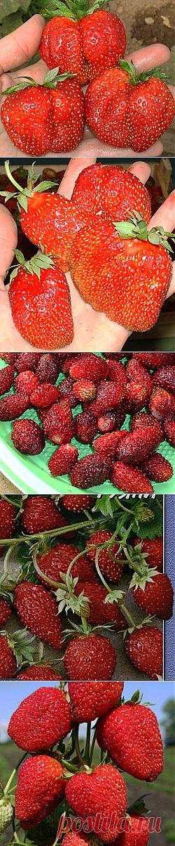 И это всё о ней, о клубнике... | НА ЗАВАЛИНКЕ