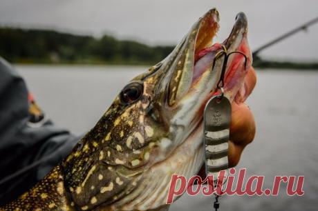 Хищник большой воды в предзимье / Богатая добыча