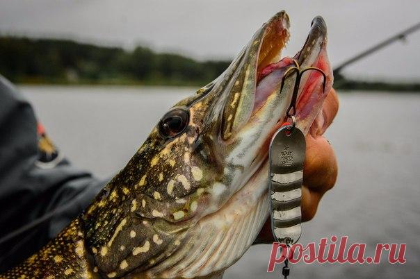 Хищник большой воды в предзимье / Богатая добыча
