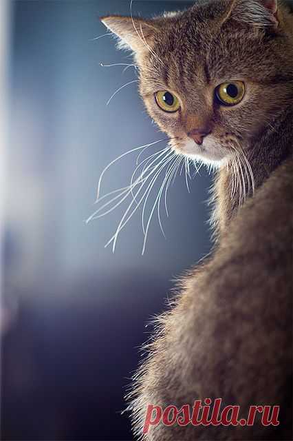 (2) Pinterest