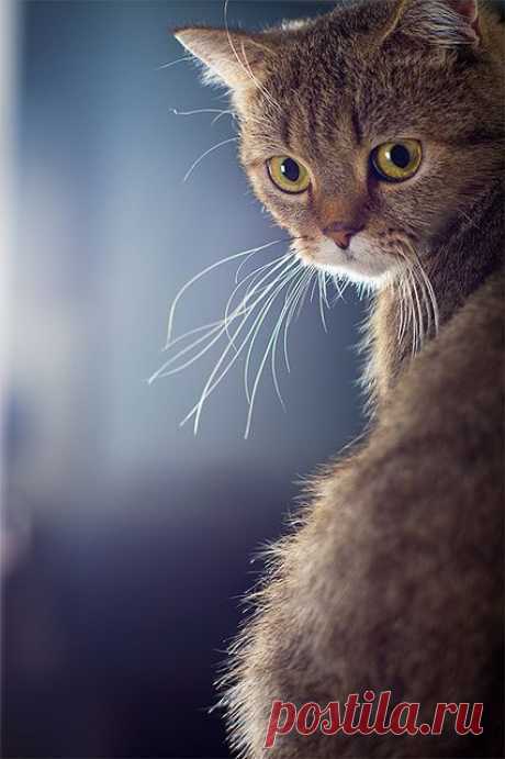 (2) Pinterest