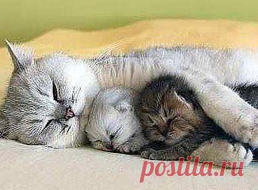 С мамой и сон слаще...